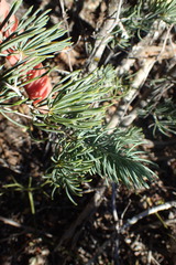 Asparagus crassicladus