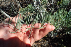 Asparagus crassicladus