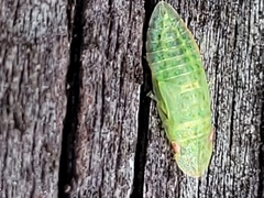 Rubria