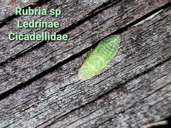 Rubria