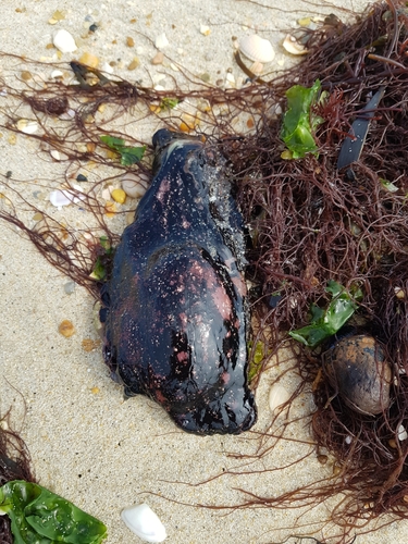 photo of Sooty Seahare (Aplysia fasciata)