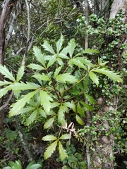 Pseudopanax discolor