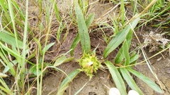Crabbea angustifolia