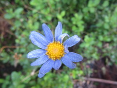 Felicia aethiopica
