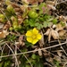 Spotted Cinquefoil - Photo (c) Jakob Fahr, some rights reserved (CC BY-NC), uploaded by Jakob Fahr