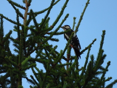 Dendrocopos major