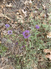 Monardella breweri lanceolata