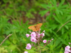 Argynnis paphia