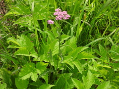 Achillea millefolium