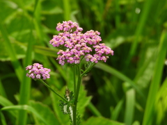 Achillea millefolium
