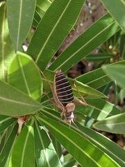 Ephippiger diurnus diurnus