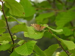 Argynnis paphia