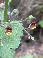 Scrophularia scorodonia