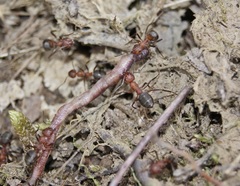 Formica truncorum