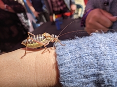 Ephippiger diurnus diurnus