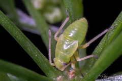 Plagiognathus arbustorum