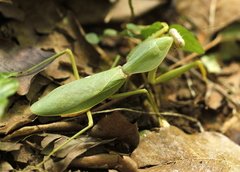 Rhombodera stalii