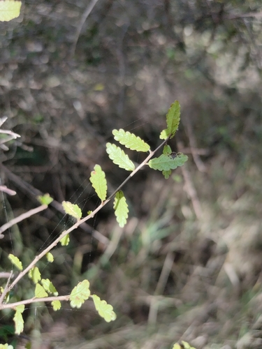 Image of Acalypha capillipes by (c) Tony van Kampen, some rights reserved (CC BY)