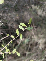 Acalypha capillipes