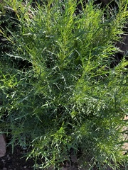Lithotoma axillaris