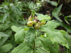 Dasineura salicifoliae