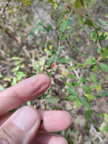 Image of Acalypha capillipes by (c) Tony van Kampen, some rights reserved (CC BY)