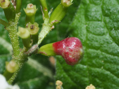 Contarinia viburnorum