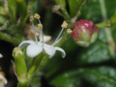 Contarinia viburnorum