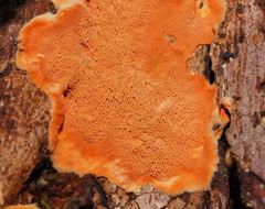 Gloeoporellus merulinus