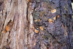 Gloeoporellus merulinus