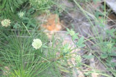 Trifolium montanum