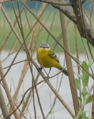 Motacilla flava beema