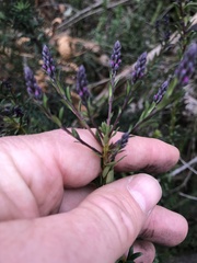 Comesperma ericinum