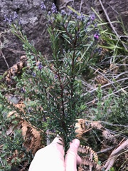 Comesperma ericinum