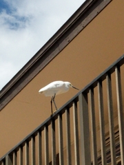 Egretta thula