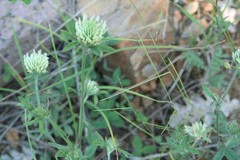 Trifolium montanum
