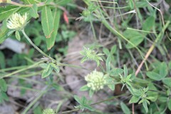 Trifolium montanum