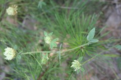 Trifolium montanum