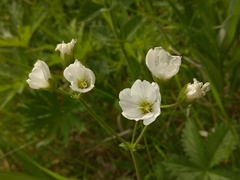 Cerastium maximum
