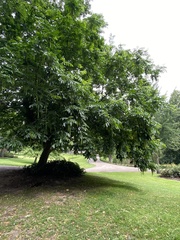 Pterocarya fraxinifolia