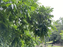 Pterocarya fraxinifolia
