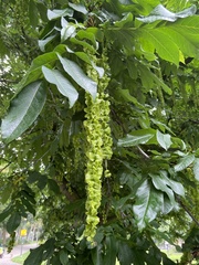 Pterocarya fraxinifolia