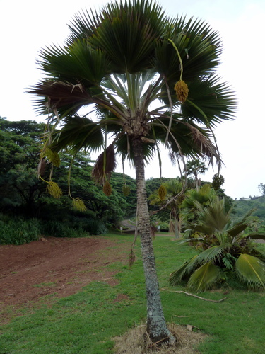 Pritchardia thurstonii