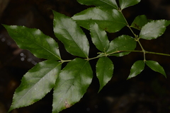 Daphnandra apatela