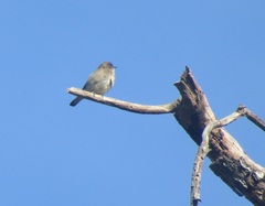 Prodotiscus regulus