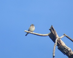 Prodotiscus regulus
