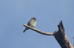 Prodotiscus regulus