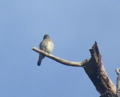 Prodotiscus regulus