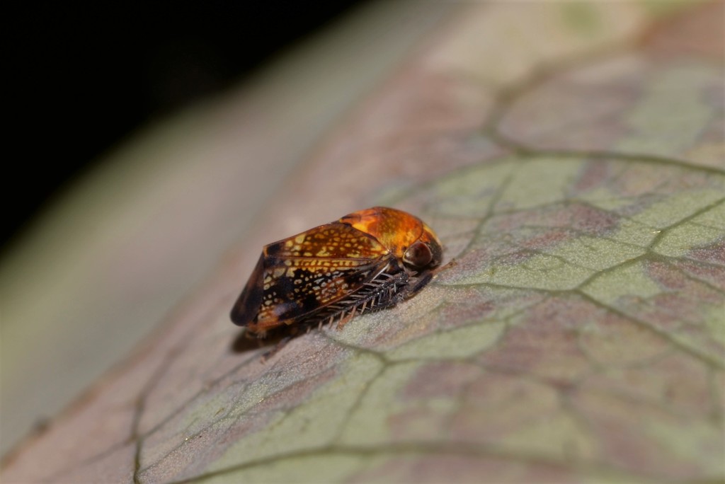 Tolasella pallida
