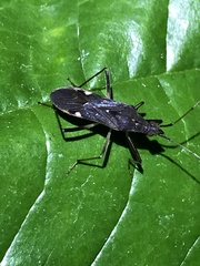 Narbo biplagiatus